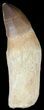 Lot - Fossil Mosasaur Teeth With Composite Roots #39218-1